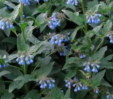 Comfrey