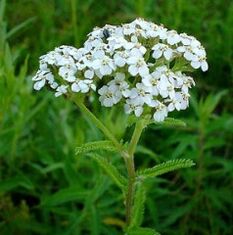 Yarrow le airtrosis